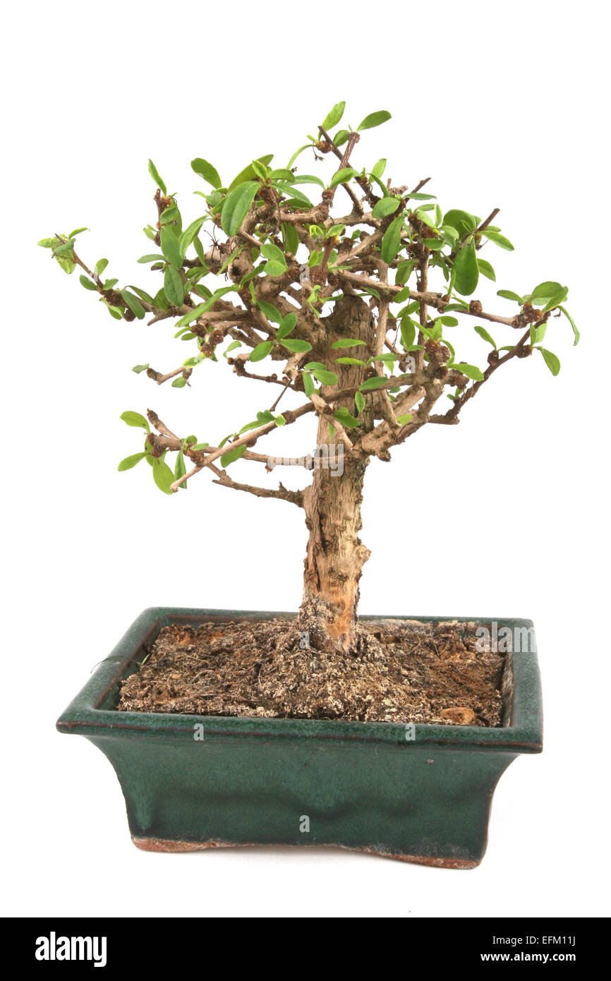 Bonsai Isolated over white background Stock Photo - Alamy