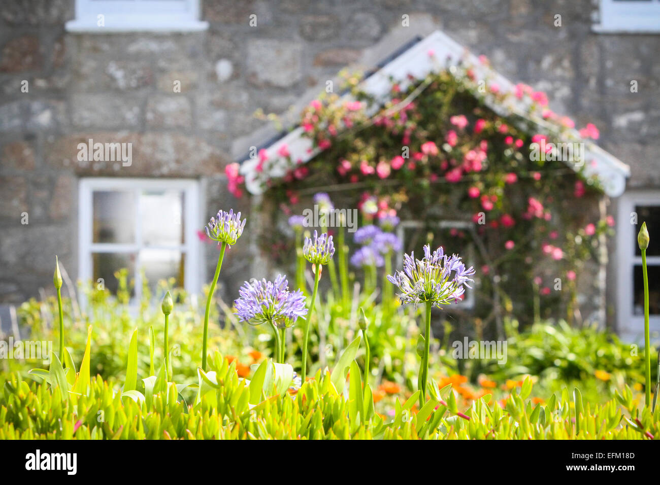 Traditional stone cottage with climbing roses and purple flowers in garden, Isles of Scilly, UK Stock Photo