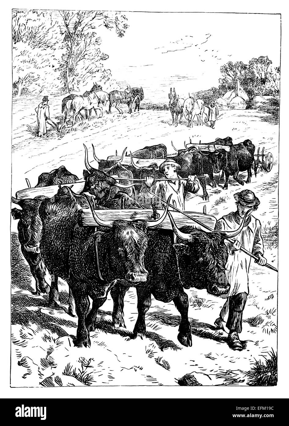 19th century engraving of men with lots of oxen ploughing a field, England Stock Photo