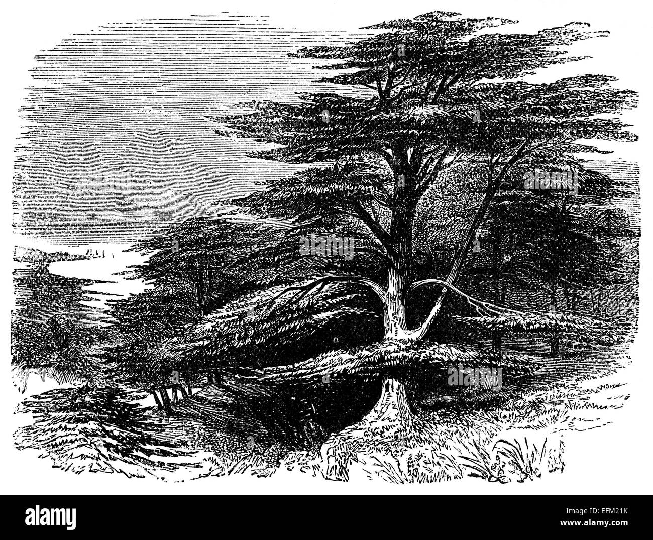 Cedar of lebanon Black and White Stock Photos & Images - Alamy