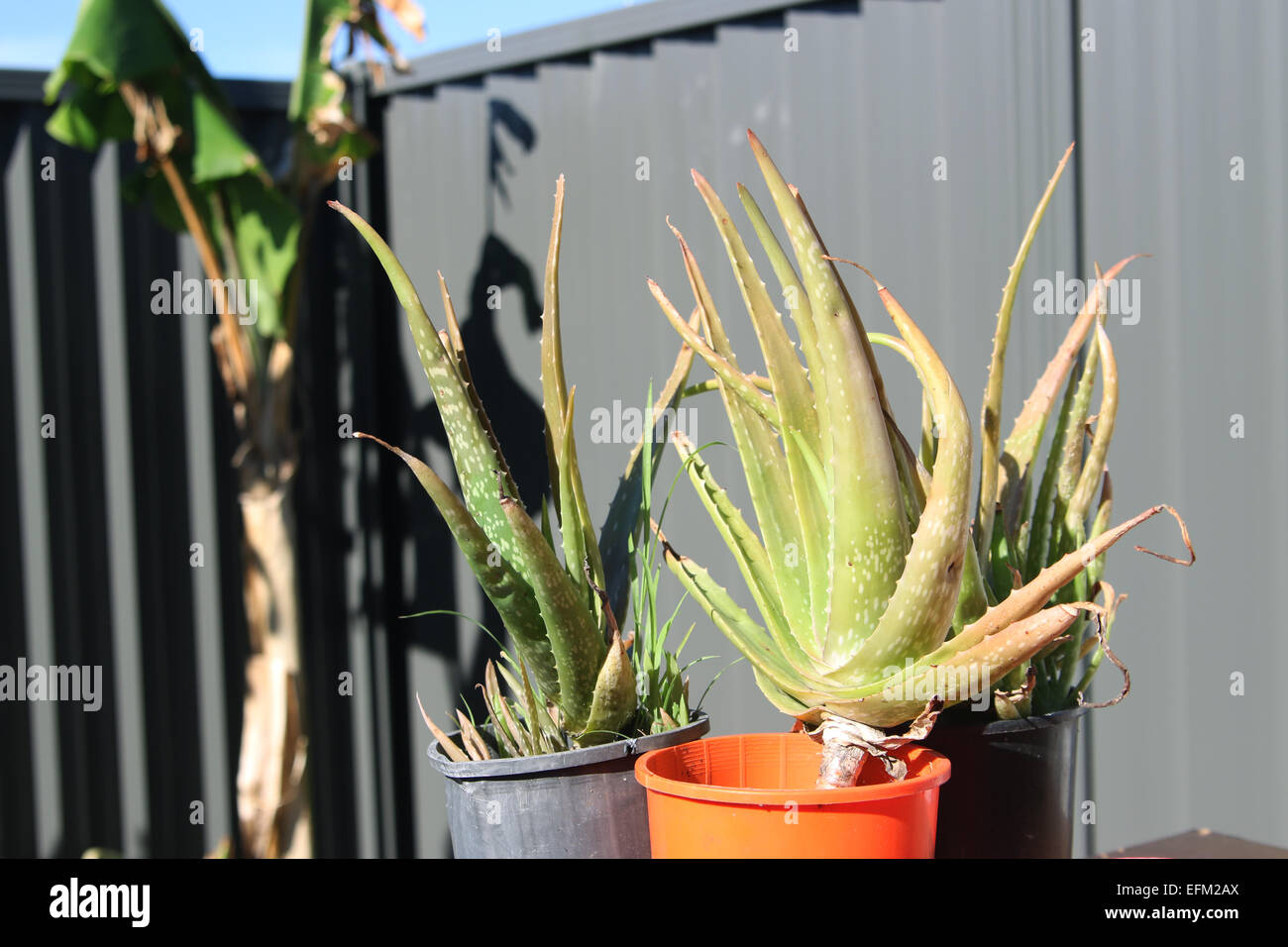 aloe vera sok cijena Aloe Vera sok Premium 1000 ml isti crijevo dobrobit probave  Farmacia  Dottor Tili