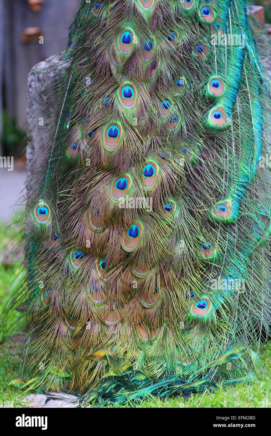 Close up shot of peacock  feathers Stock Photo
