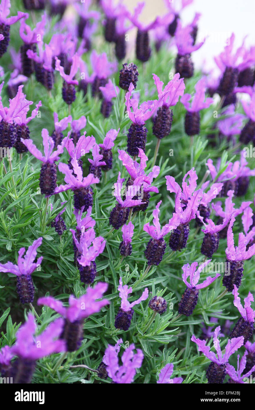Winter Purple Lavender    From: $2.90 Lavandula stoechas or ‘Winter Purple’ Lavender in full bloom Stock Photo