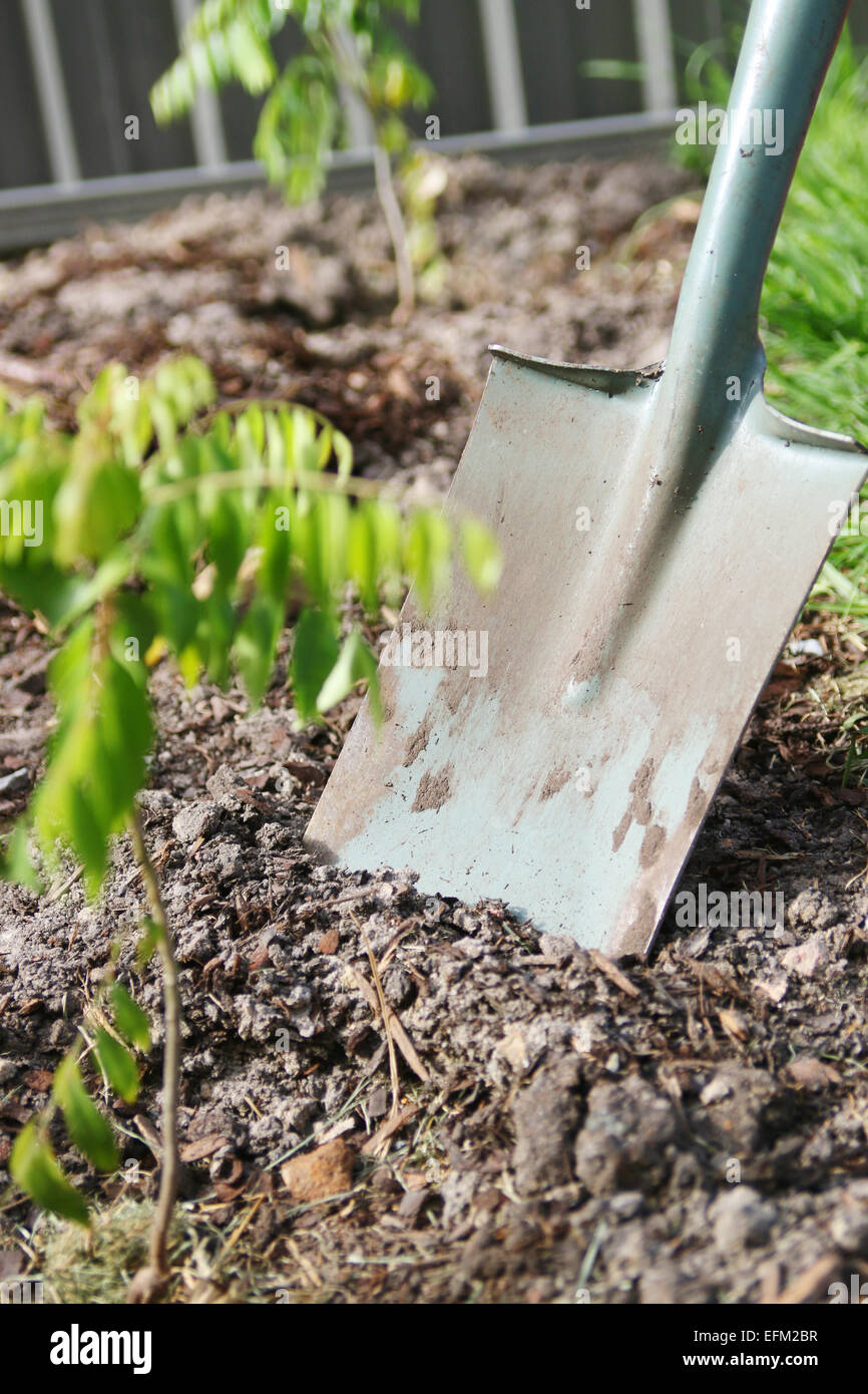 Garden Spade used for digging the ground with curry plant in foreground Stock Photo