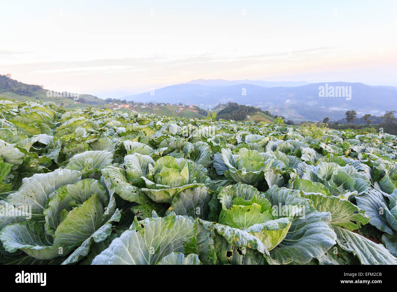 Cabbage field in the morning and sunrise at Monjam mountain , Chiangmai , Thailand Stock Photo