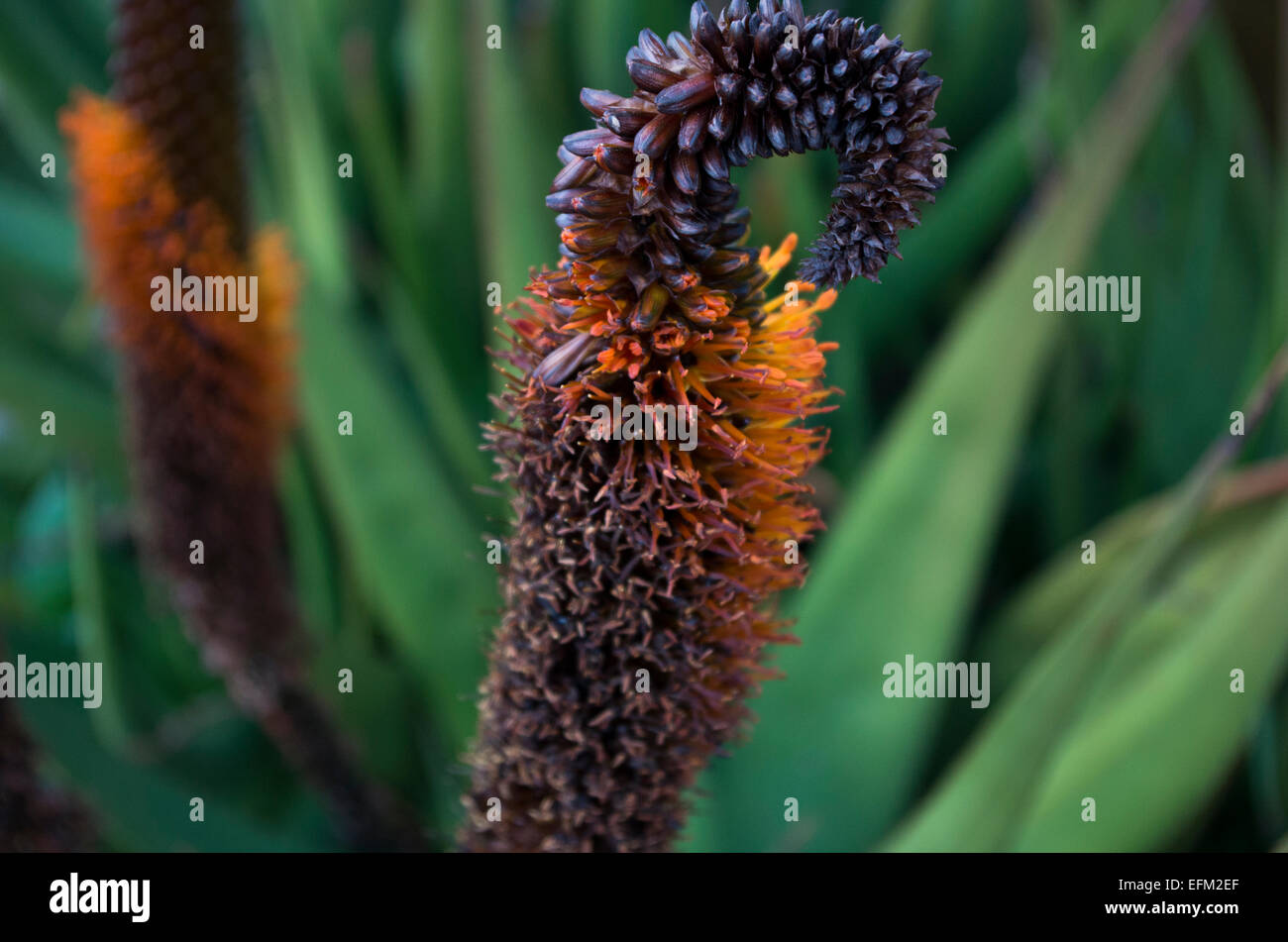 Vibrant plant life Stock Photo