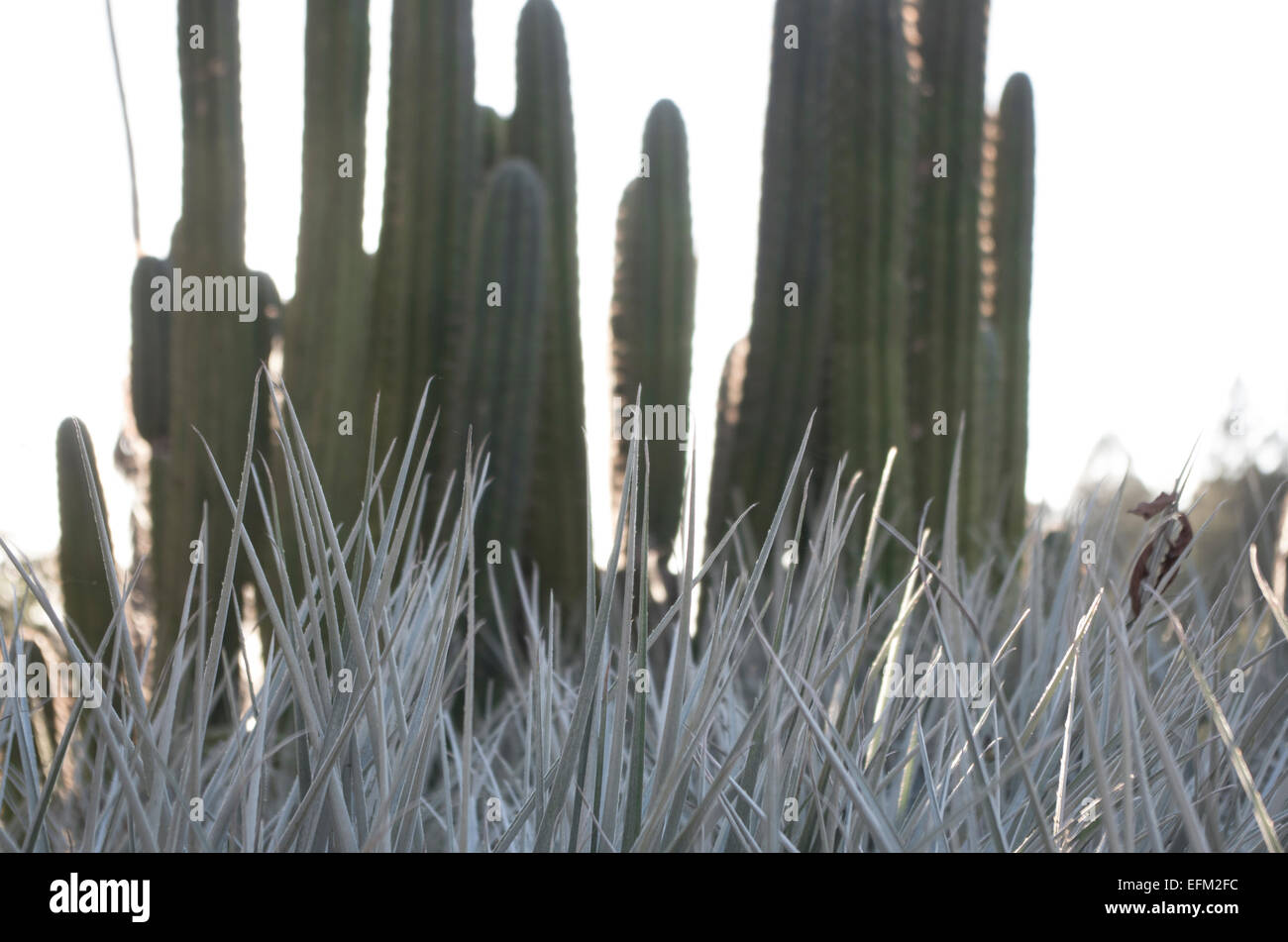 Vibrant cactus life Stock Photo