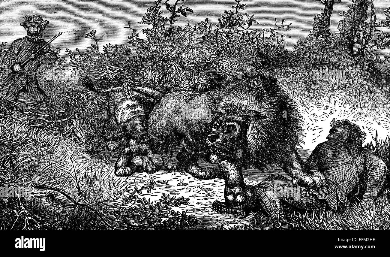 19th century engraving of a lion and hunters Stock Photo