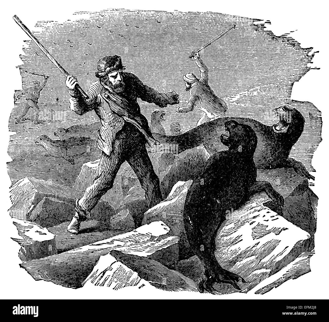 19th century engraving of a man clubbing a seal during a seal hunt Stock Photo