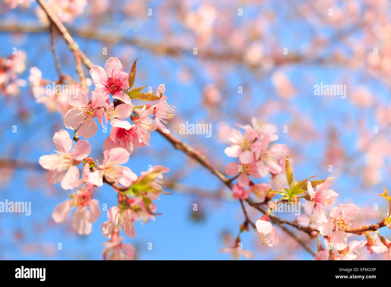 Wild Himalayan Cherry ( Prunus cerasoides ) ( Sakura in Thailand ) at Phu Lom Lo mountain , Loei , Thailand Stock Photo