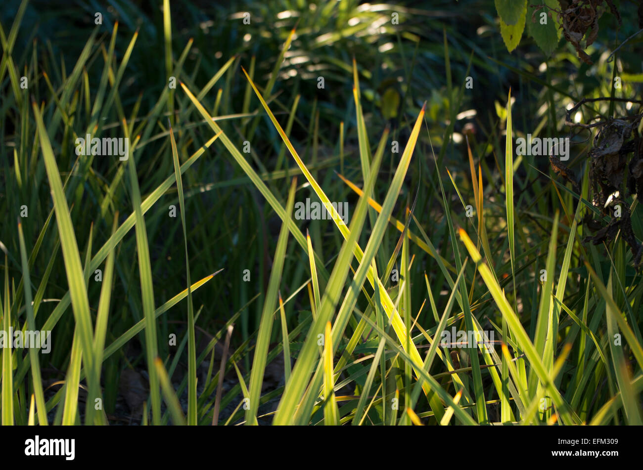 Grass in the waning light Stock Photo
