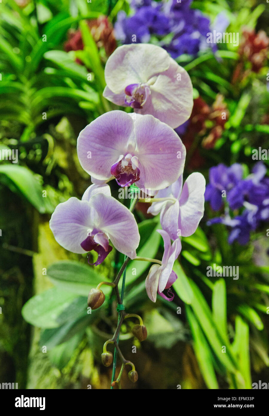 Orchids Phalaenopsis blushed Lavender orchid hybrid Stock Photo