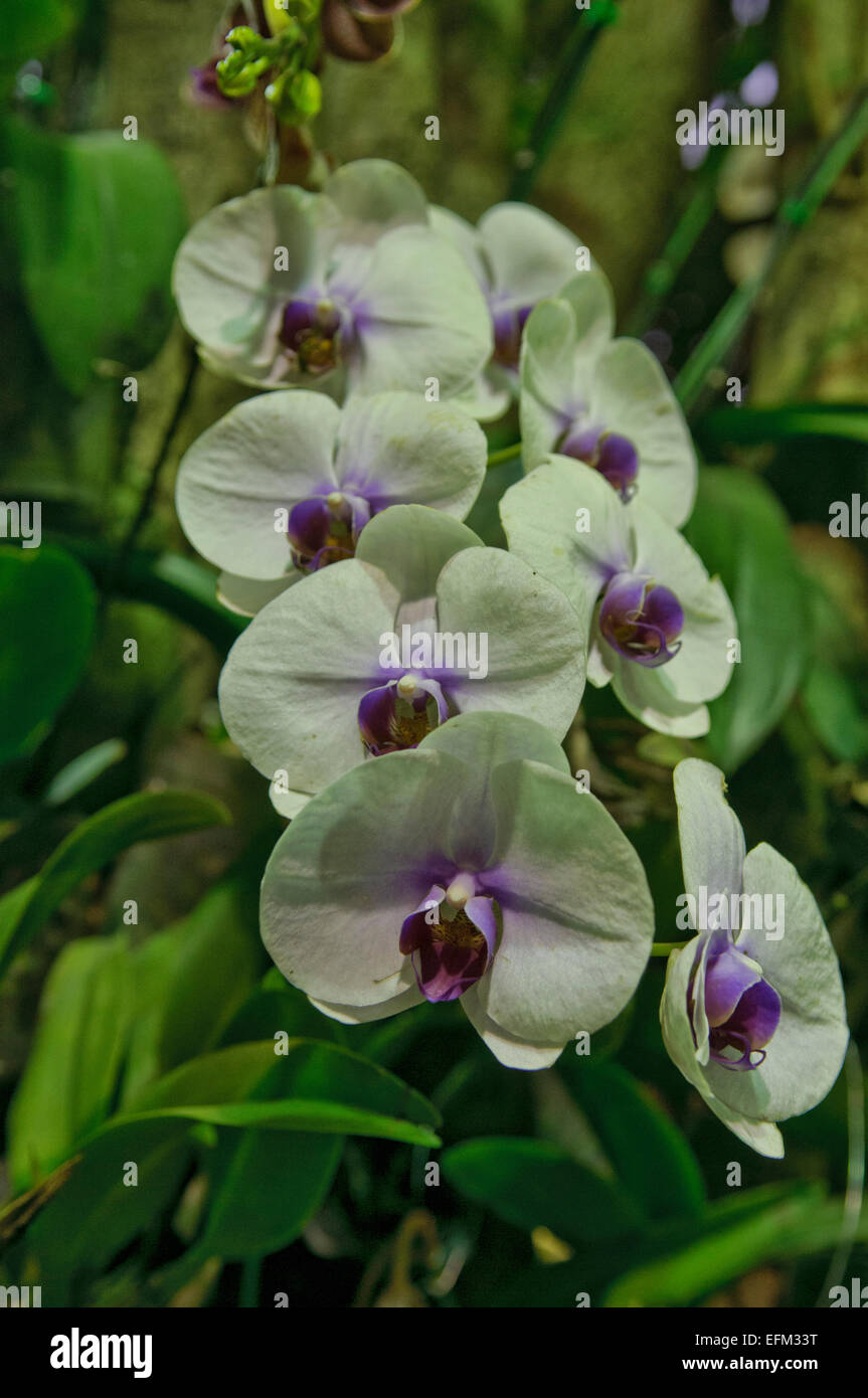 Orchids Phalaenopsis blushed white orchid hybrid or Butterfly Orchid and Sogo Yukidian Stock Photo