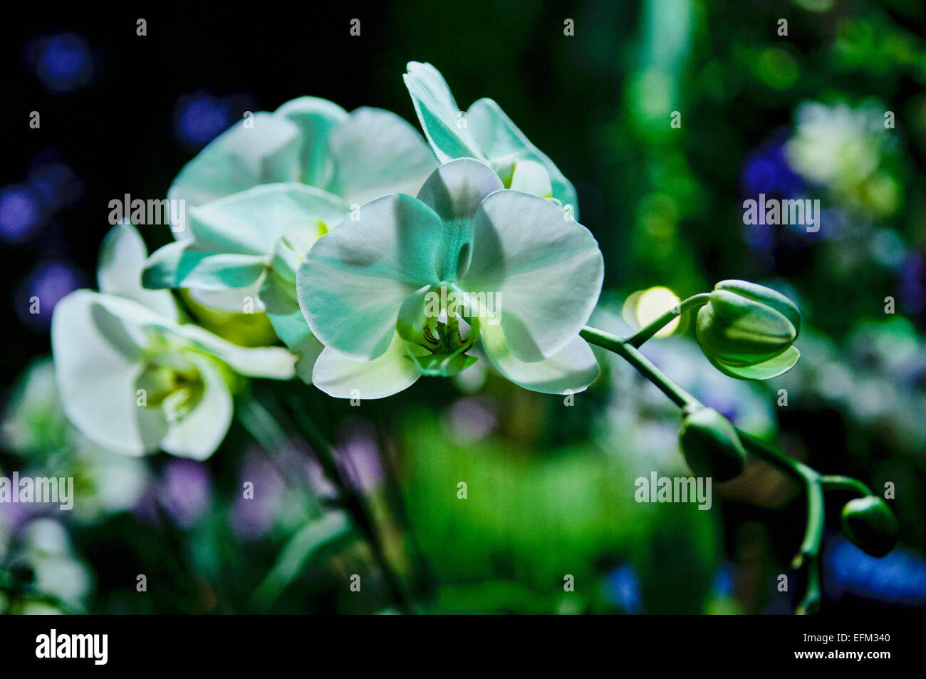 Sogo Yukidian white with yellow lip, White Butterfly Orchid Stock Photo