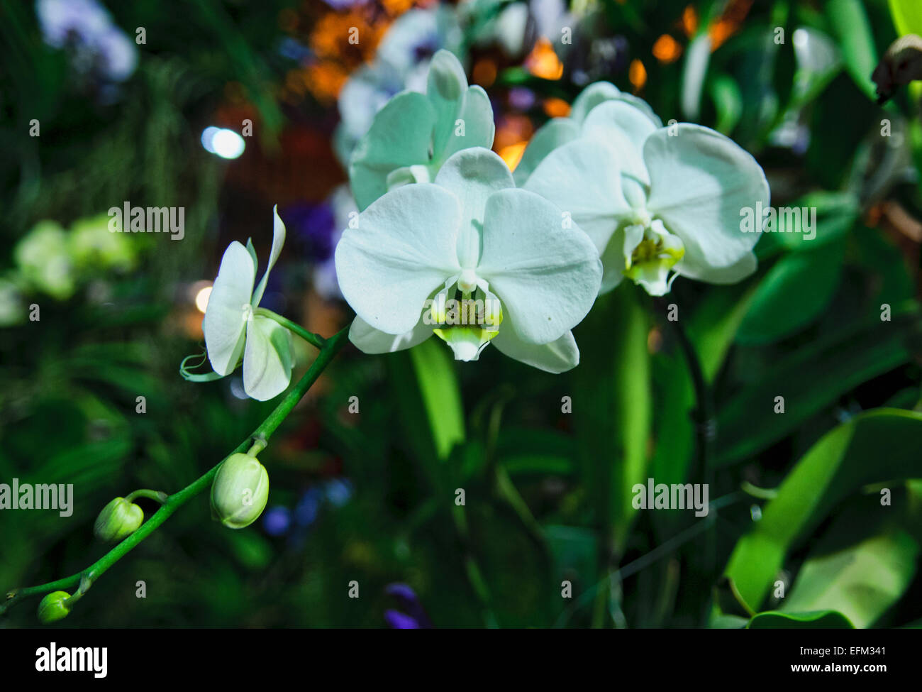 Sogo Yukidian white with yellow lip, Butterfly Orchid Stock Photo