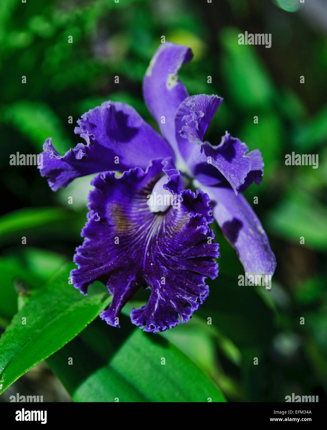 Macro Catleya, Purple Orchid, Beautiful Lavender Cattleya orchid Stock Photo