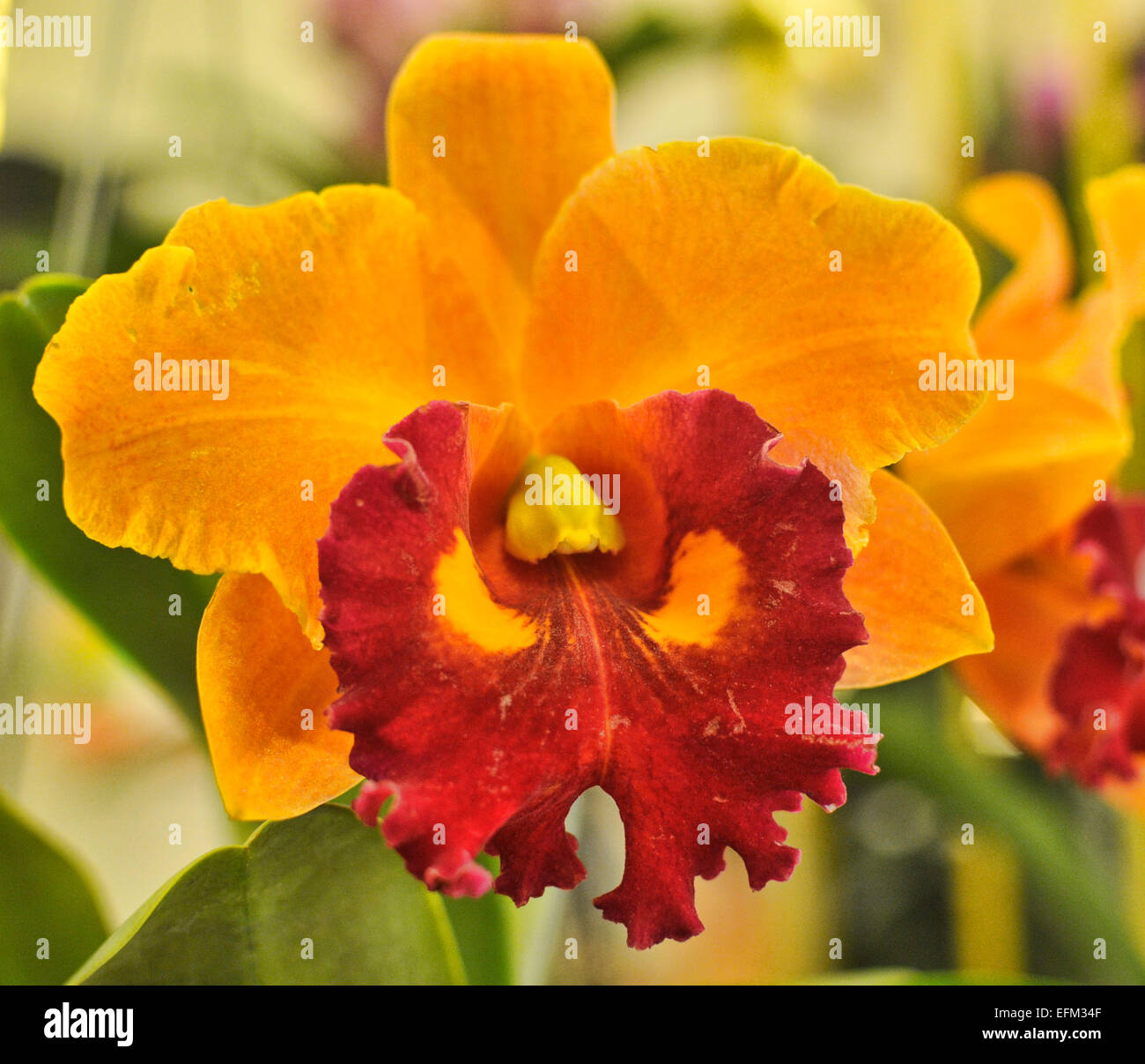 Beautiful Yellow and Red Middle Spot Catleya Orchid Stock Photo