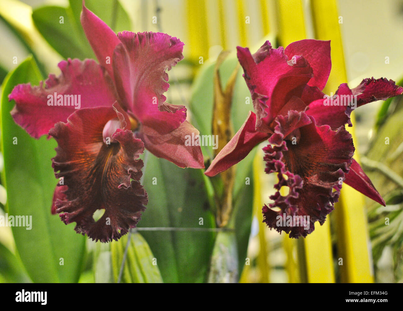Beautiful Red, Off Rose Catleya Orchid Stock Photo