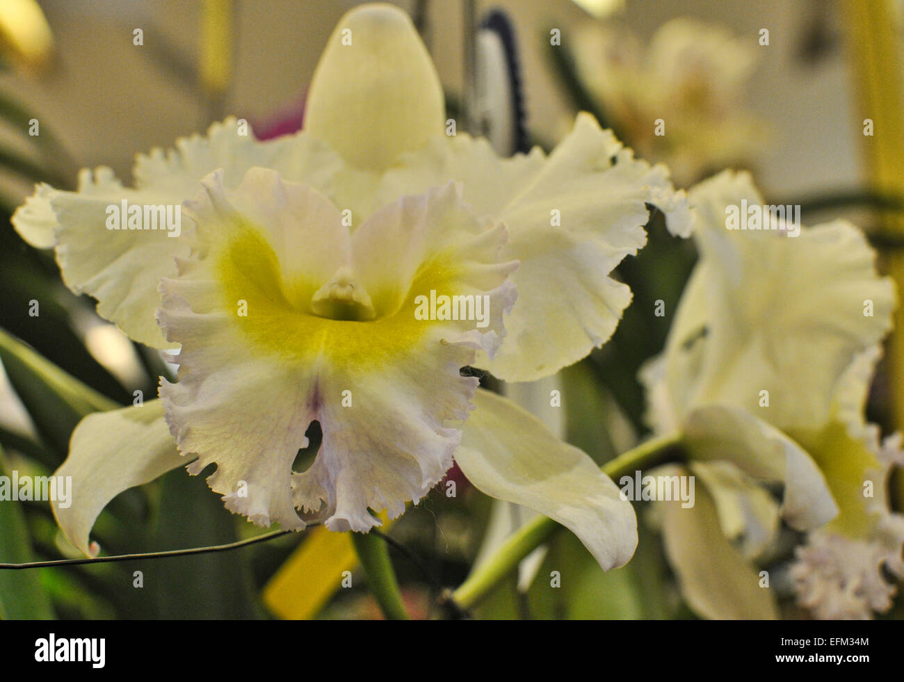 White Catleya Orchid Stock Photo