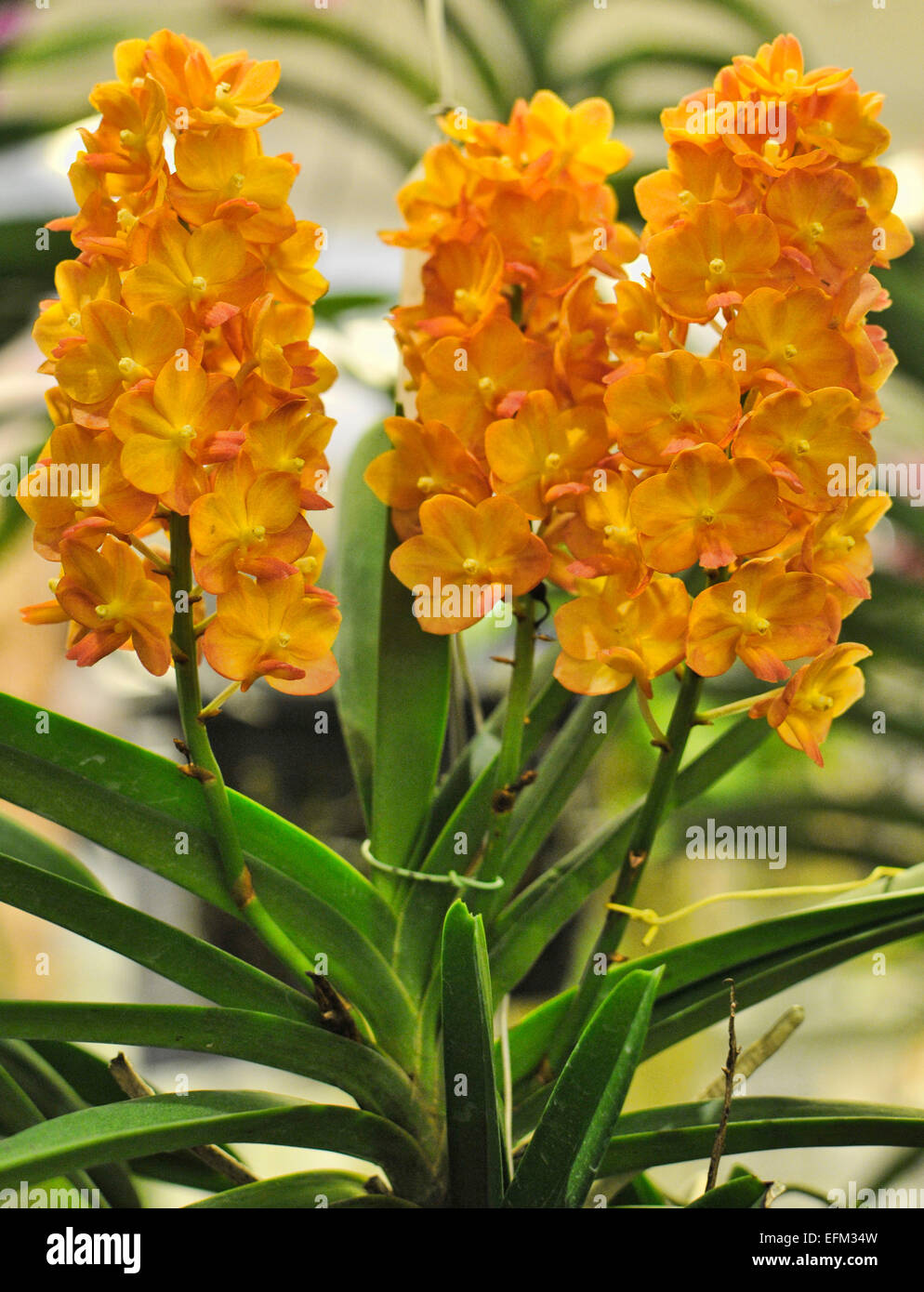 Beaufiful Yellow Vanda Orchid Stock Photo