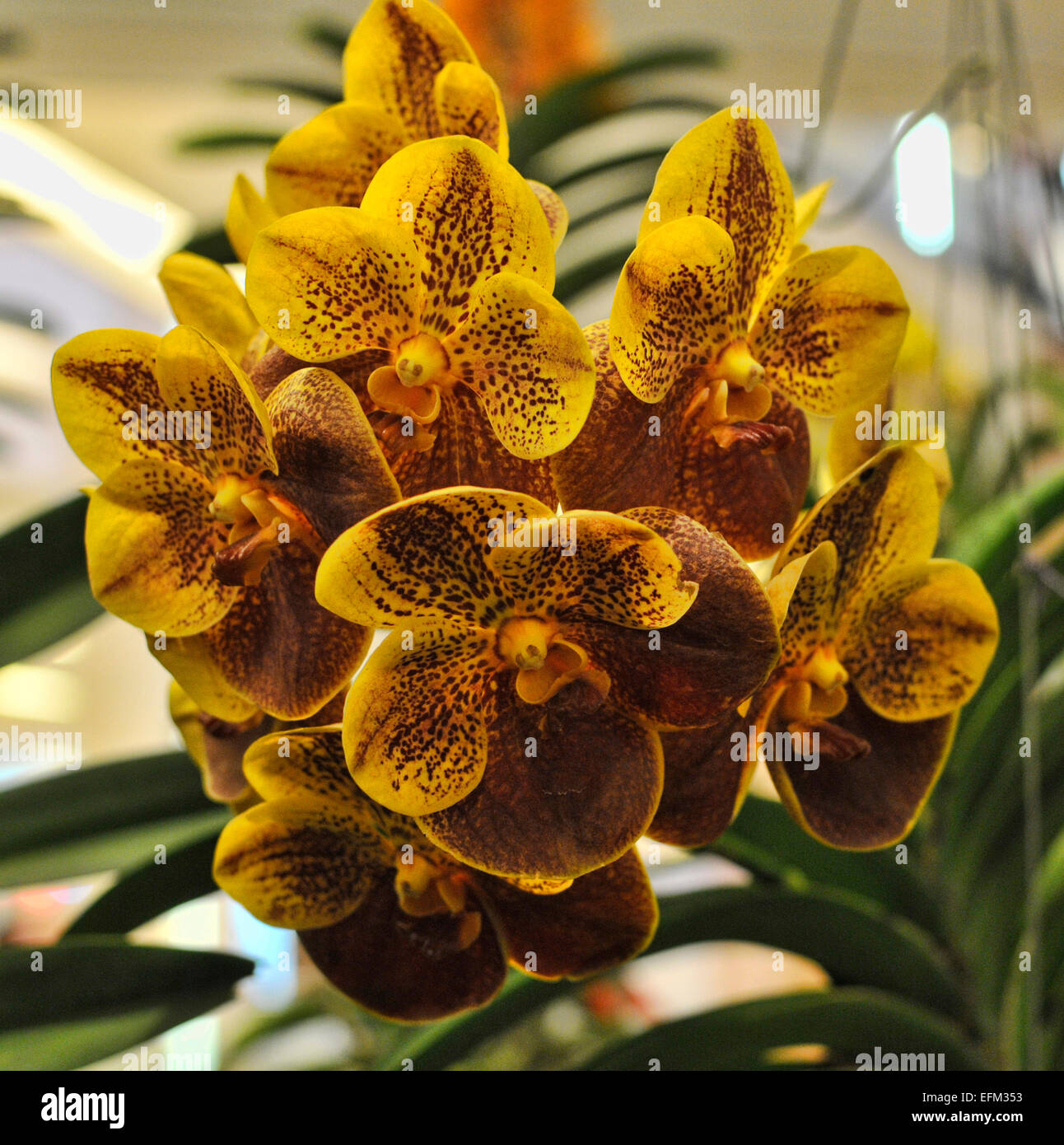 Spotted Yellow Vanda Orchid Stock Photo