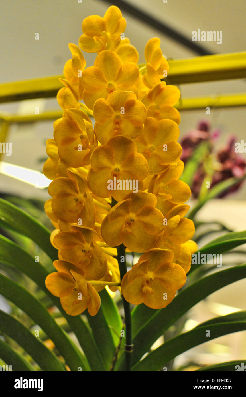 Yellow Vanda Orchid Stock Photo