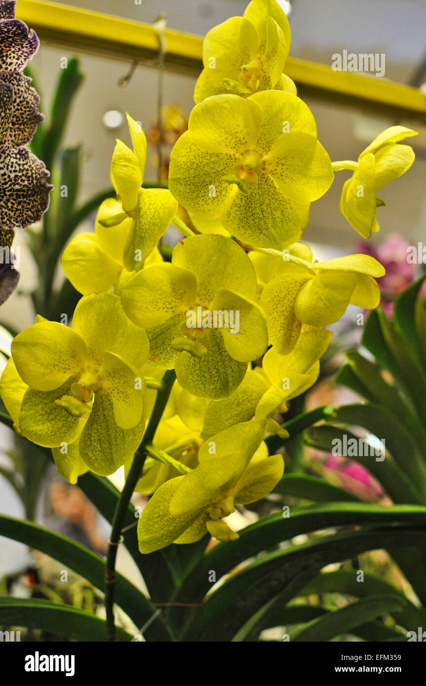 Yellow vanda orchids Stock Photo