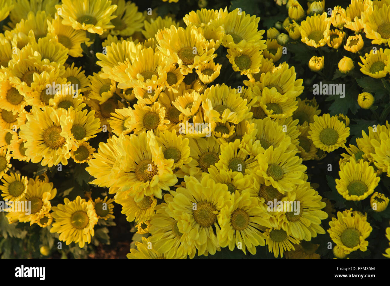 Beautiful Yellow Daisy Flower Stock Photo - Alamy