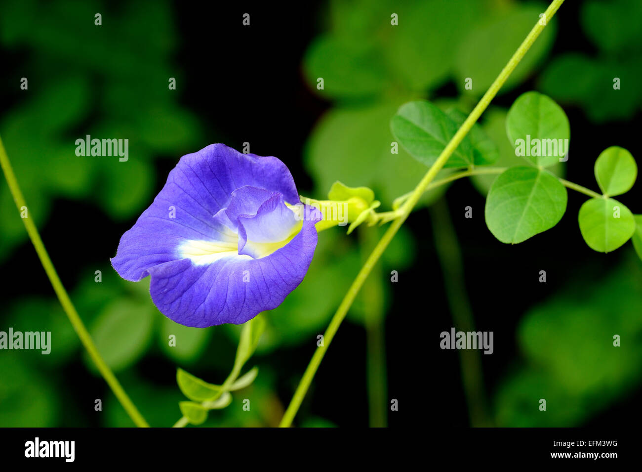Butterfly pea flower Stock Photo Alamy