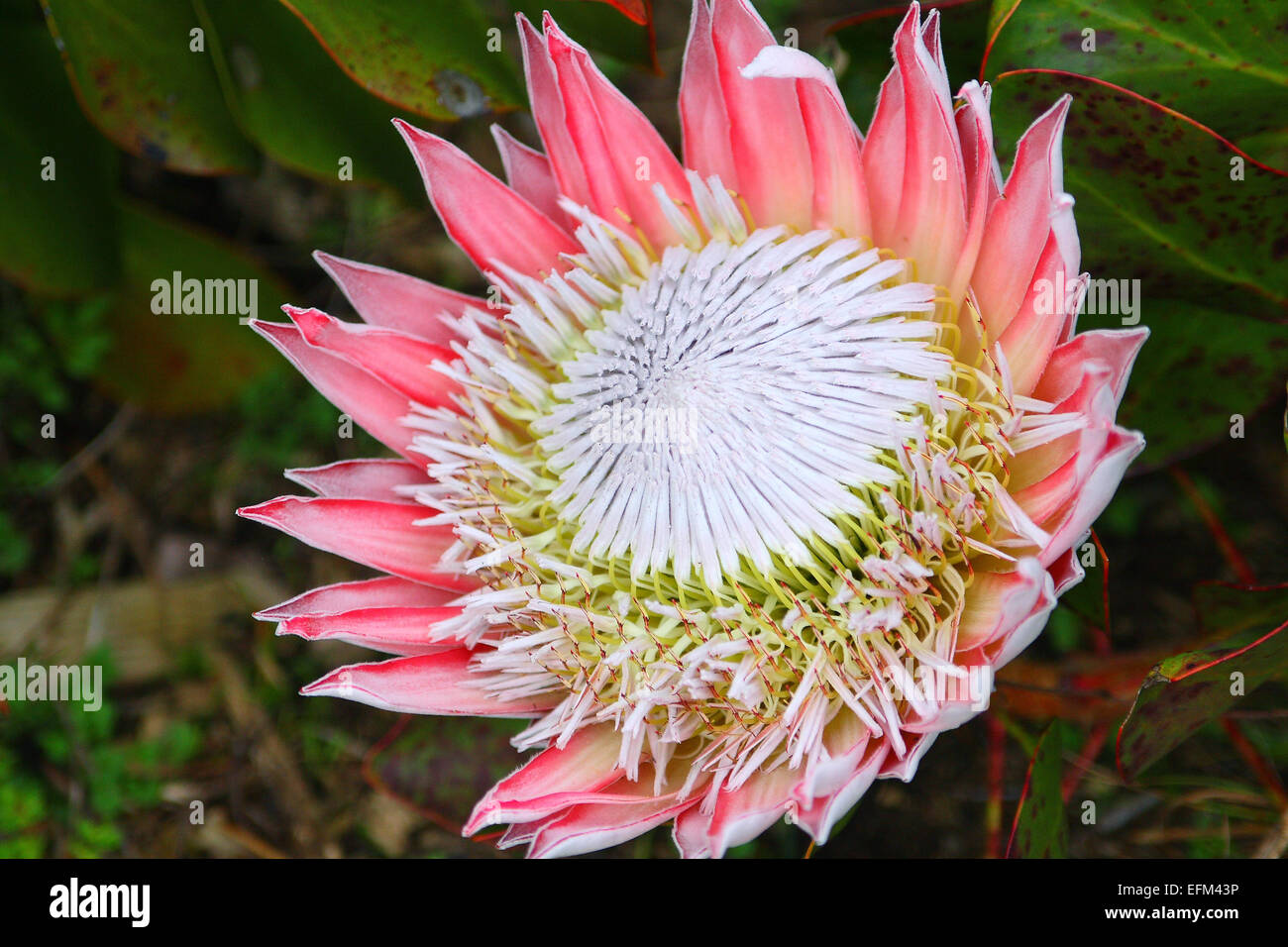 King protea (Protea cynaroides) flower head Stock Photo