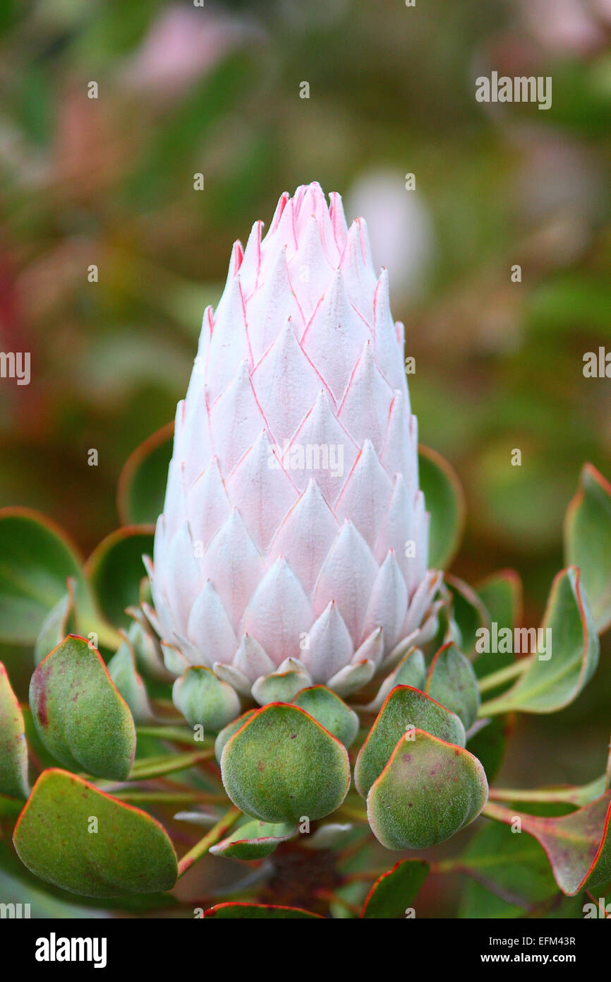 King protea (Protea cynaroides) flower bud Stock Photo