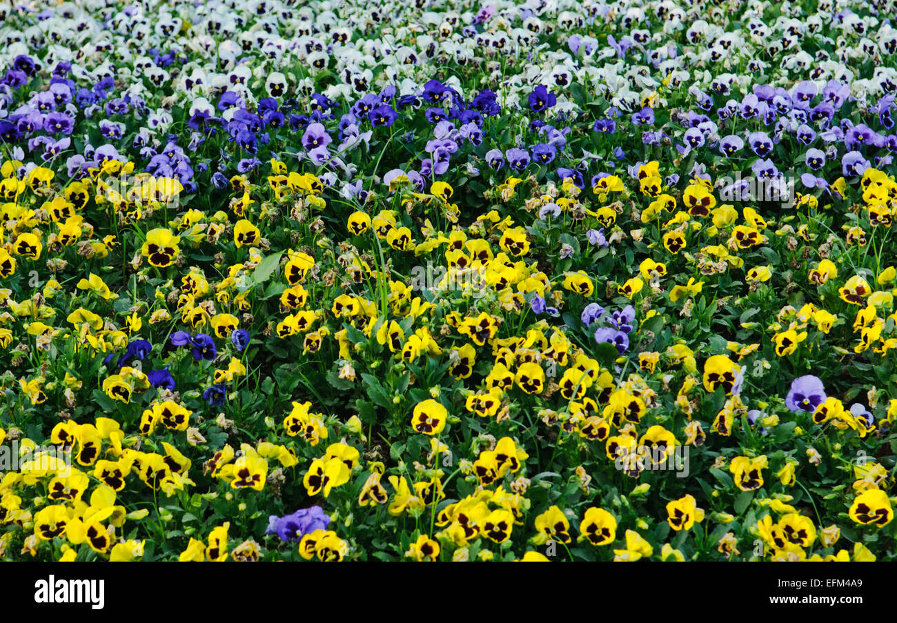 Beautiful, yellow, violet, white pansy flowers Stock Photo