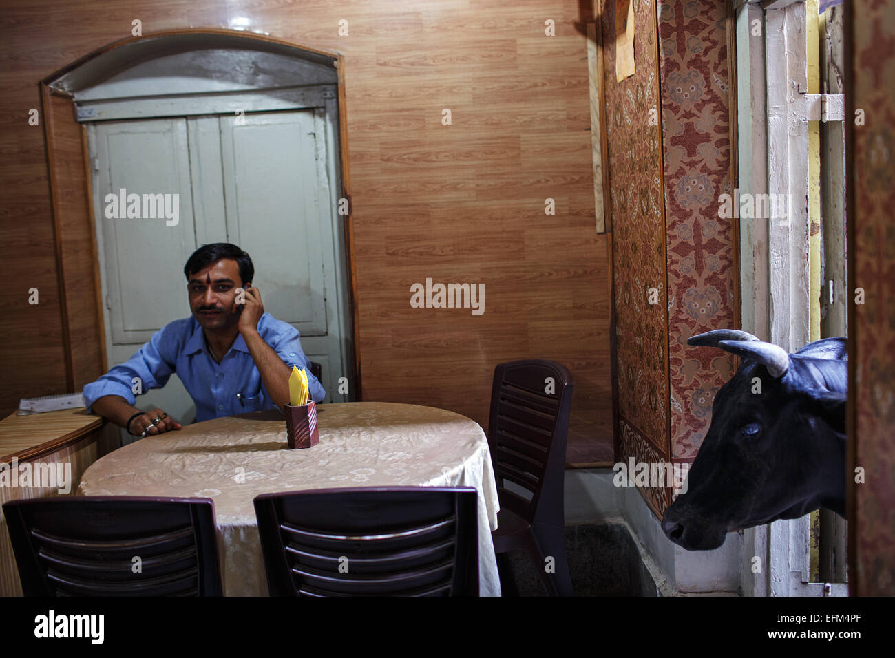 A cow in a restaurant in the lanes of Old City in Varanasi, India. Stock Photo