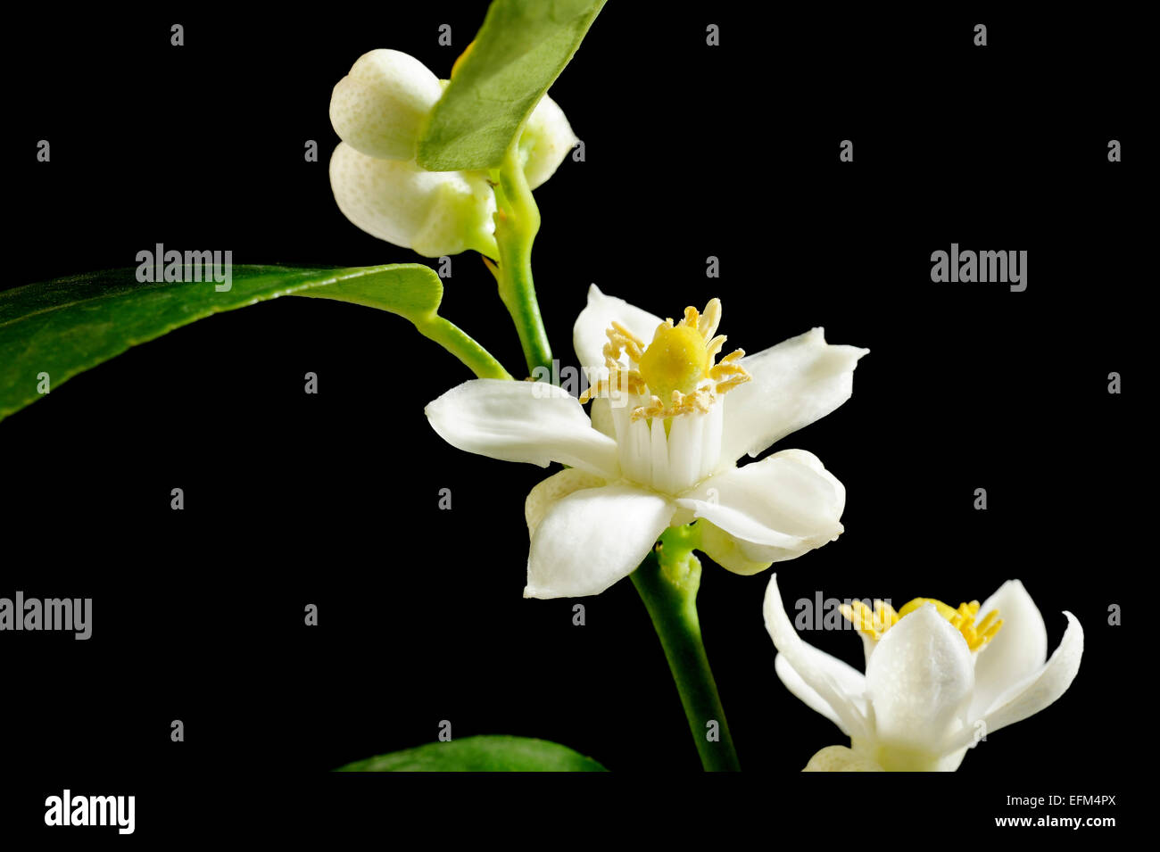 lime blossom Stock Photo Alamy