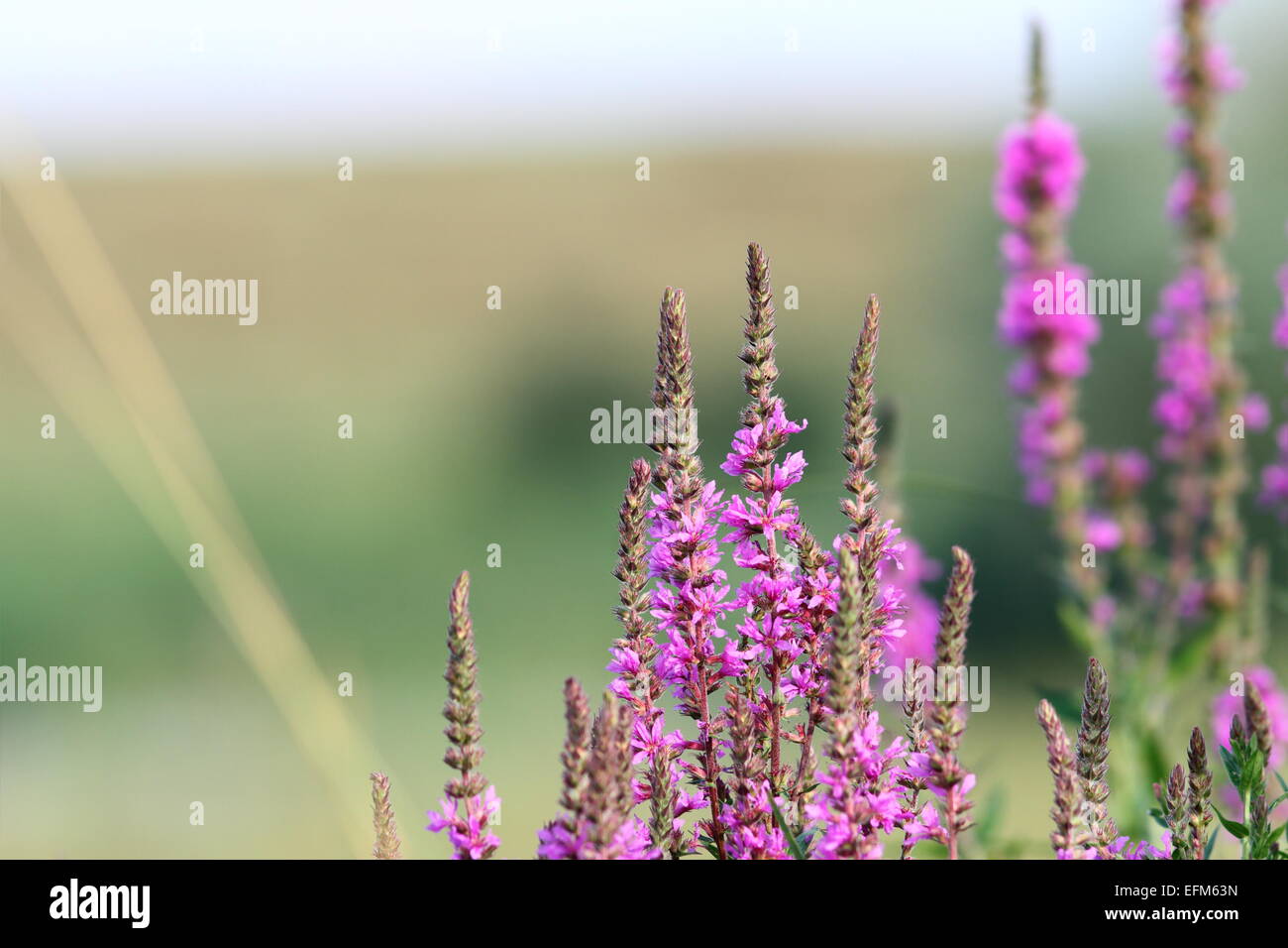 purple wild marsh  flowers growing in summer over out of focus green meadow background Stock Photo