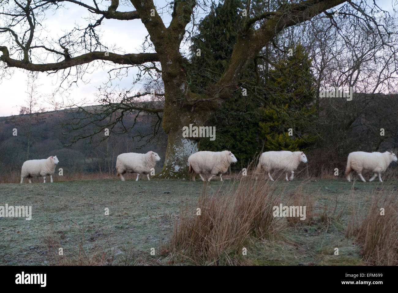 Carmarthenshire, Wales, UK. 7th Feb 2015. Sheep form a queue and head for their regular feeding position on a frosty cold morning on a rural smallholding in Carmarthenshire, West Wales UK.  The weather forecast in this part of Wales today is for increasing cloud cover with occasional spells of sunshine. Credit:  Kathy deWitt/Alamy Live News Stock Photo