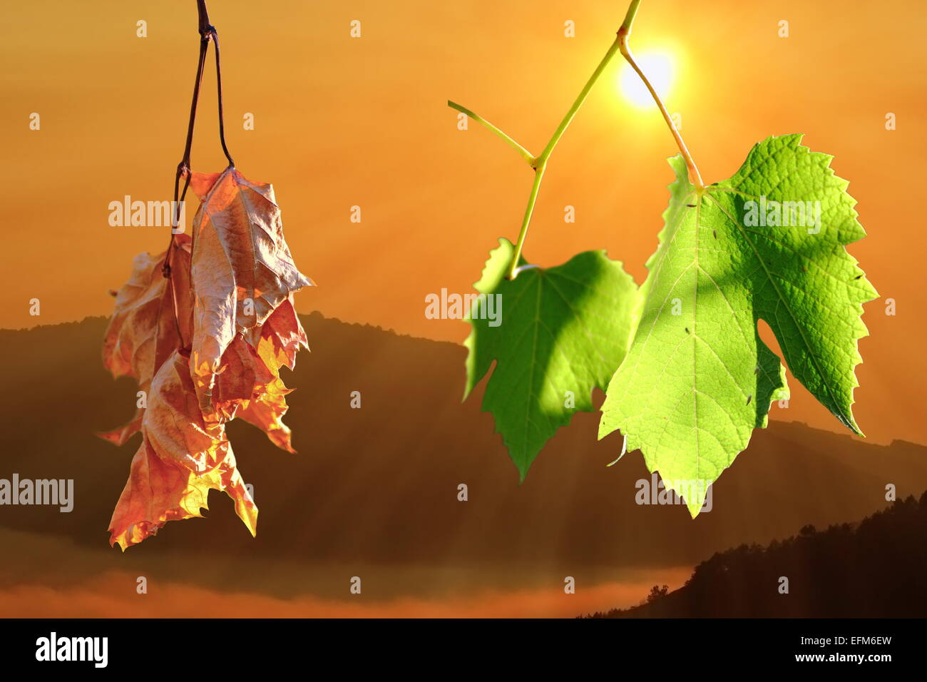 two life stages on vineyard leaves, natural sunrise backdrop over the hills Stock Photo