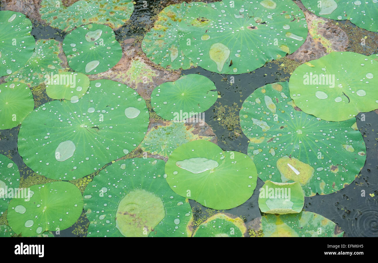 Lotus leaves,associated with Buddha,Buddhism in moat during heavy rainfall at Sigiriya,Sri Lanka,rock,unesco,cave,art,fresco, Stock Photo