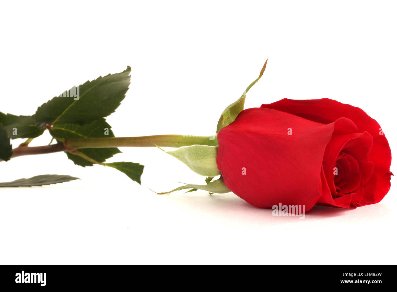 Beautiful red rose isolated on white background close up Stock Photo ...