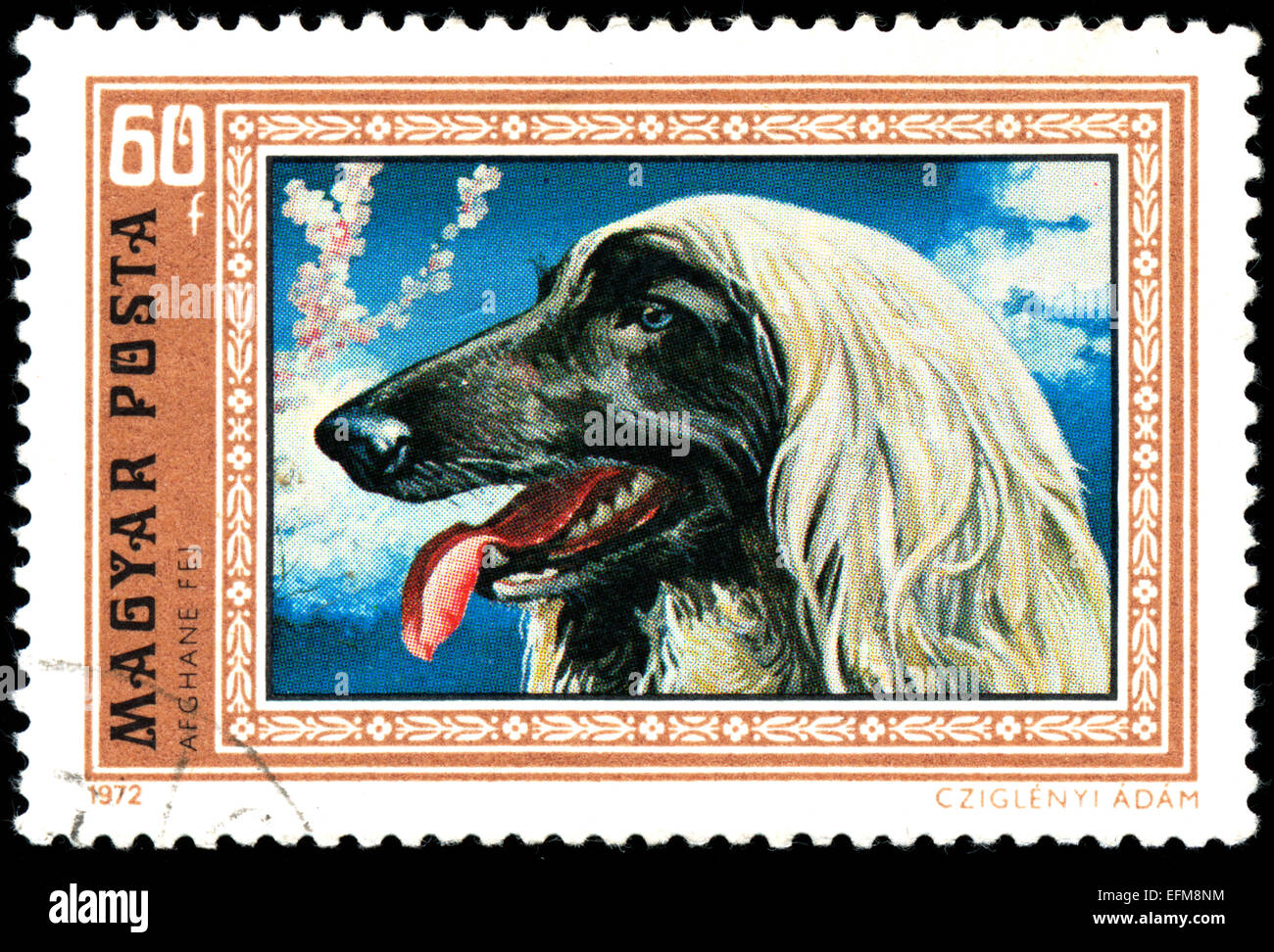 HUNGARY - CIRCA 1972: Postage stamp printed in Hungary showing Greyhound, circa 1972. Stock Photo