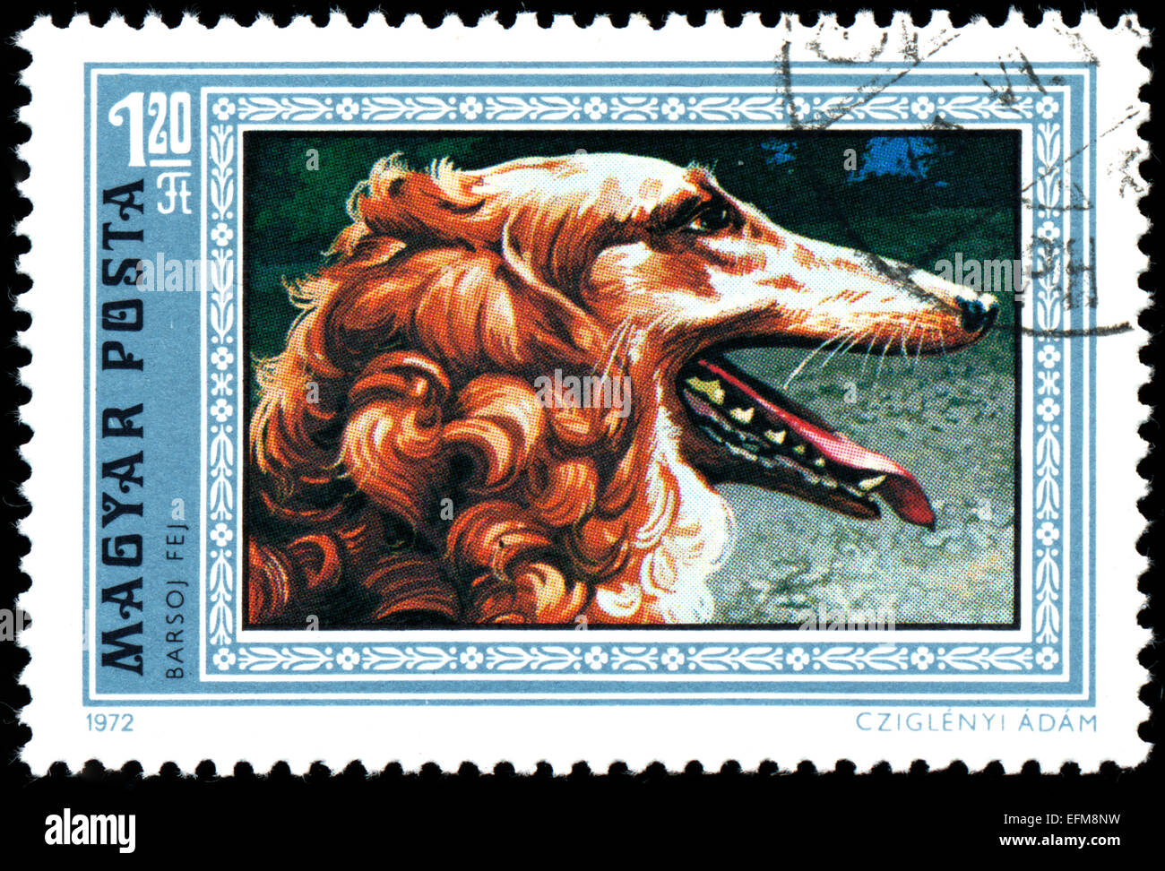 HUNGARY - CIRCA 1972: Postage stamp printed in Hungary showing Greyhound, circa 1972. Stock Photo