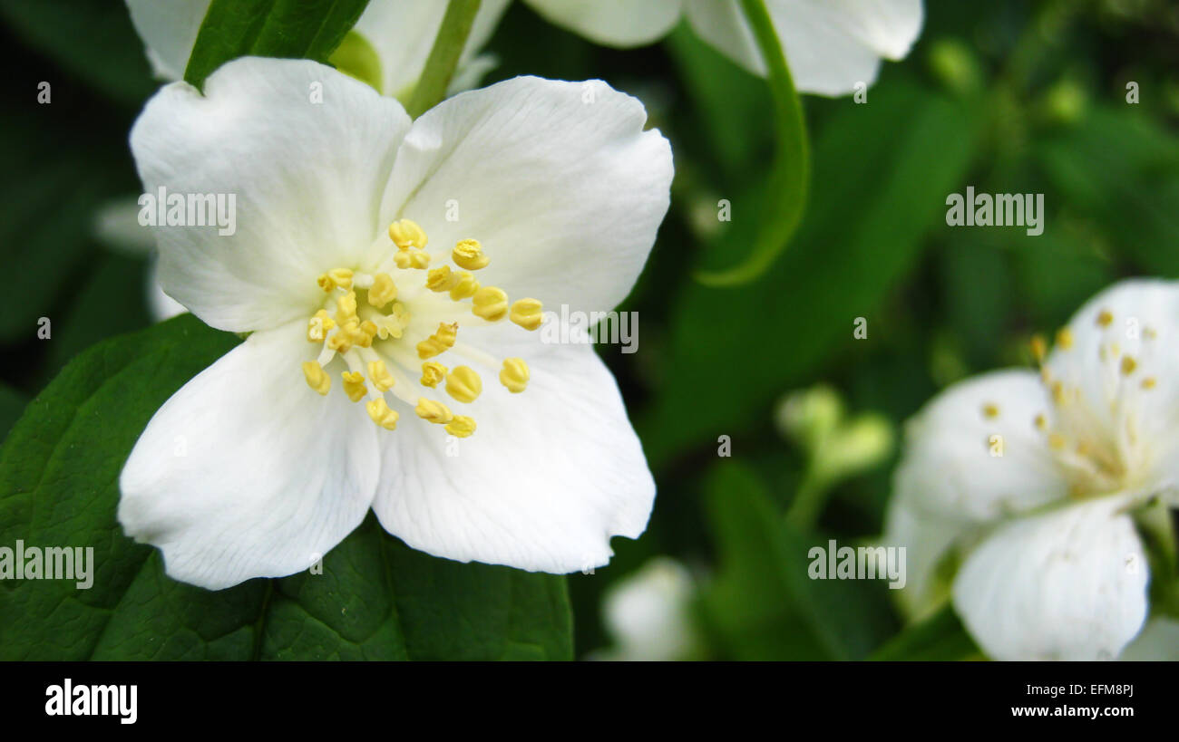 White flower of philadelphus coronarius in the garden in the summer. Stock Photo