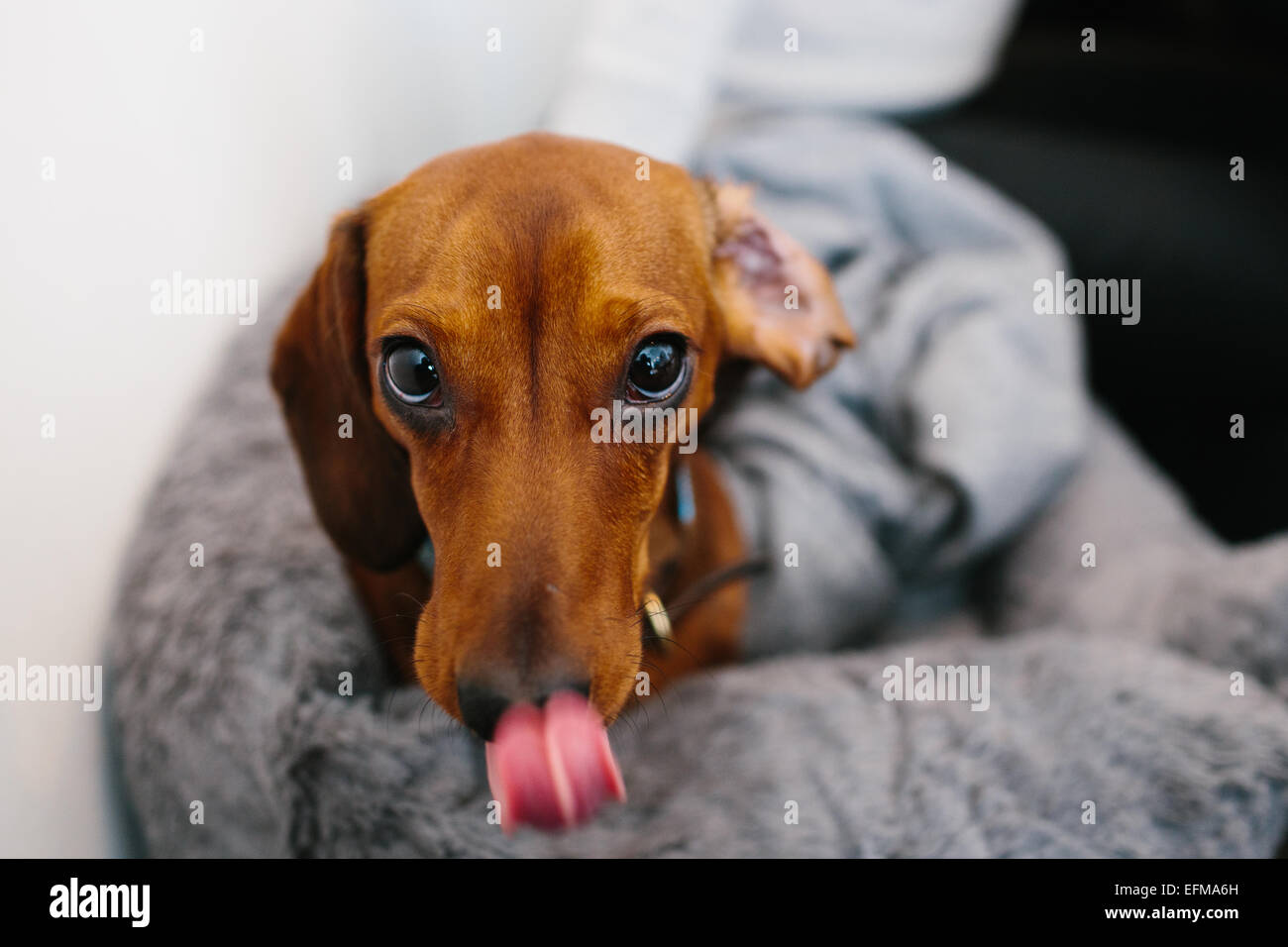 Cute brown dog licking Stock Photo Alamy