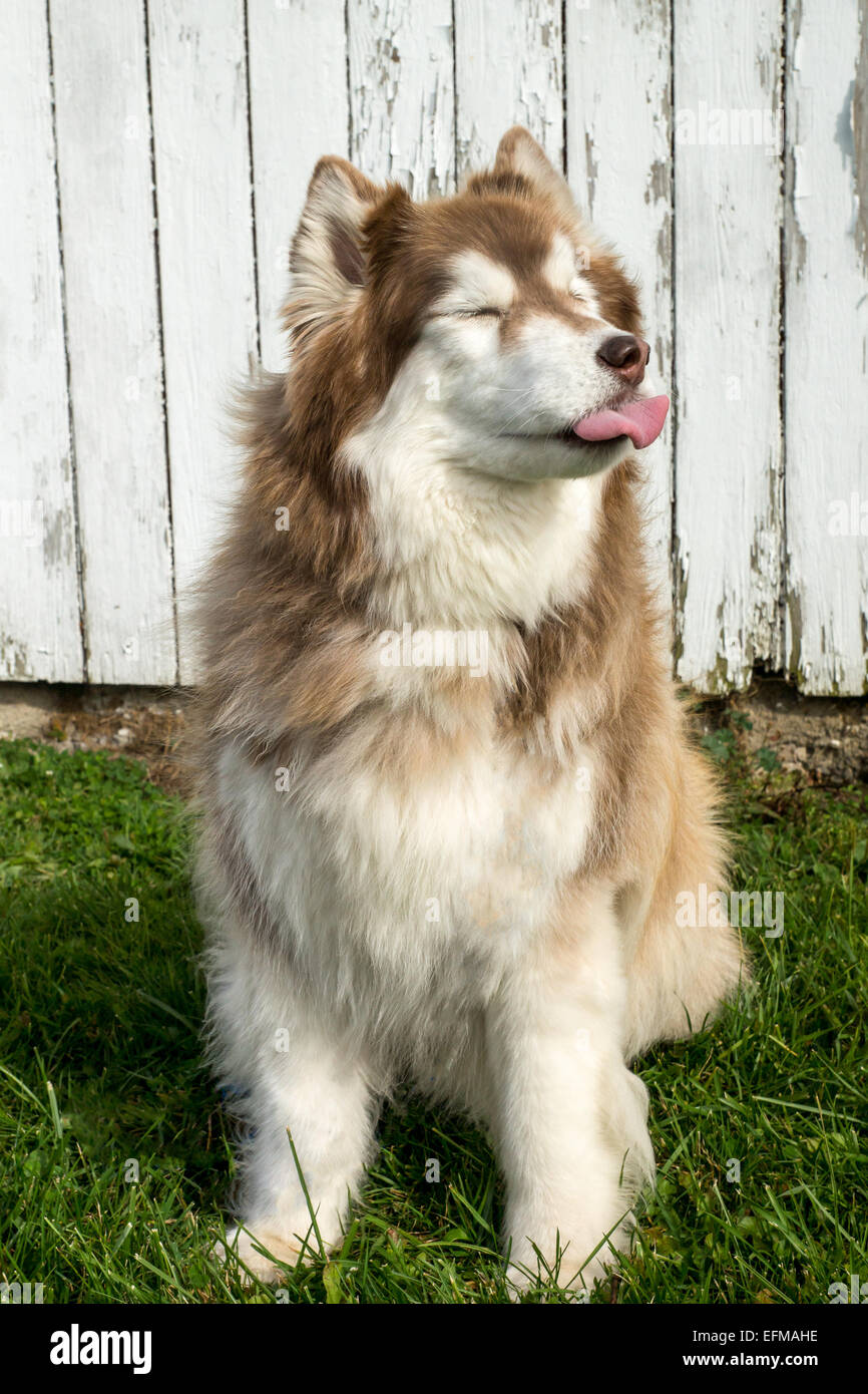 A silly red and white Siberian Husky dog sticks it's tongue out at the camera. Stock Photo