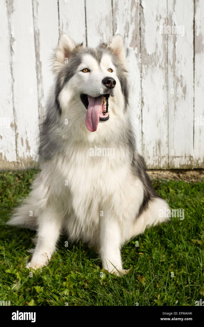 A portrait of a long haired Siberian Husky with white and gray markings with his tongue out. Stock Photo