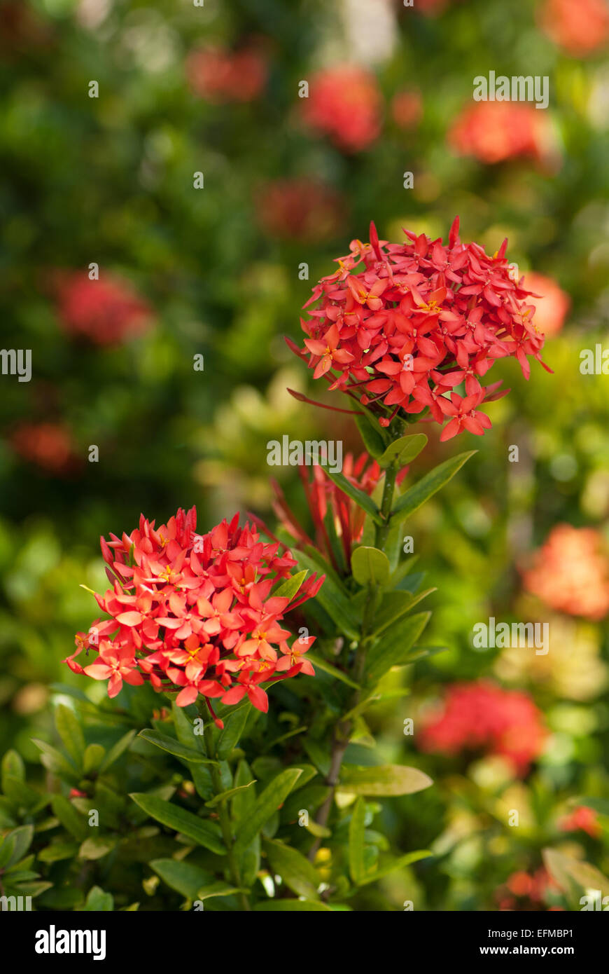Ixora coccinea flower hi-res stock photography and images - Page 7 - Alamy
