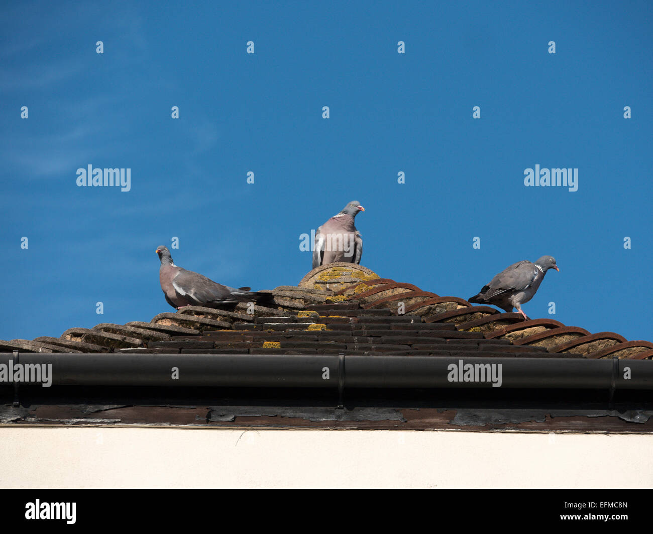 Three pigeons an a roof make a pictorial scenario as they look in