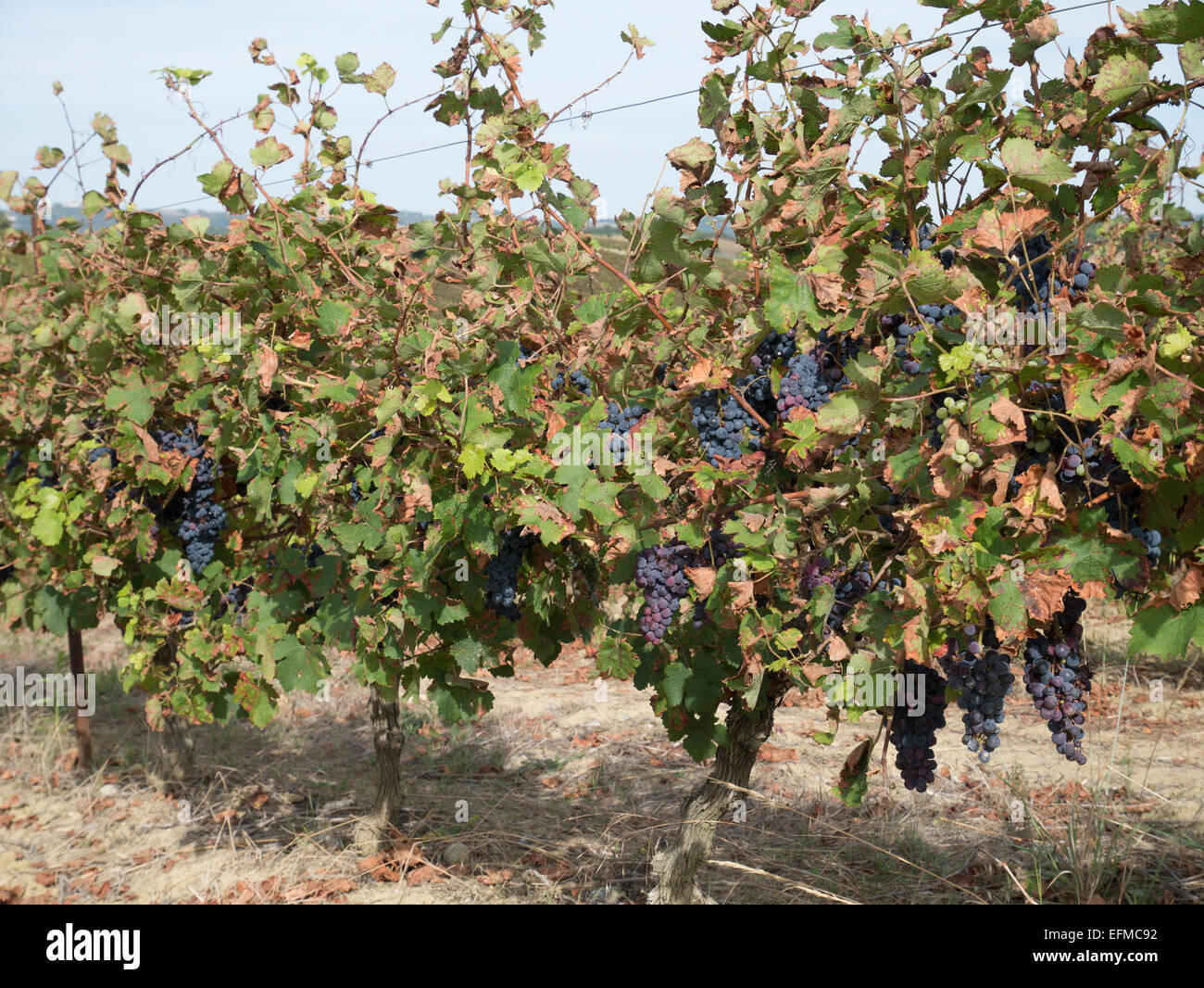 Vines heave with grapes in a Languedoc France vineyard Stock Photo Alamy