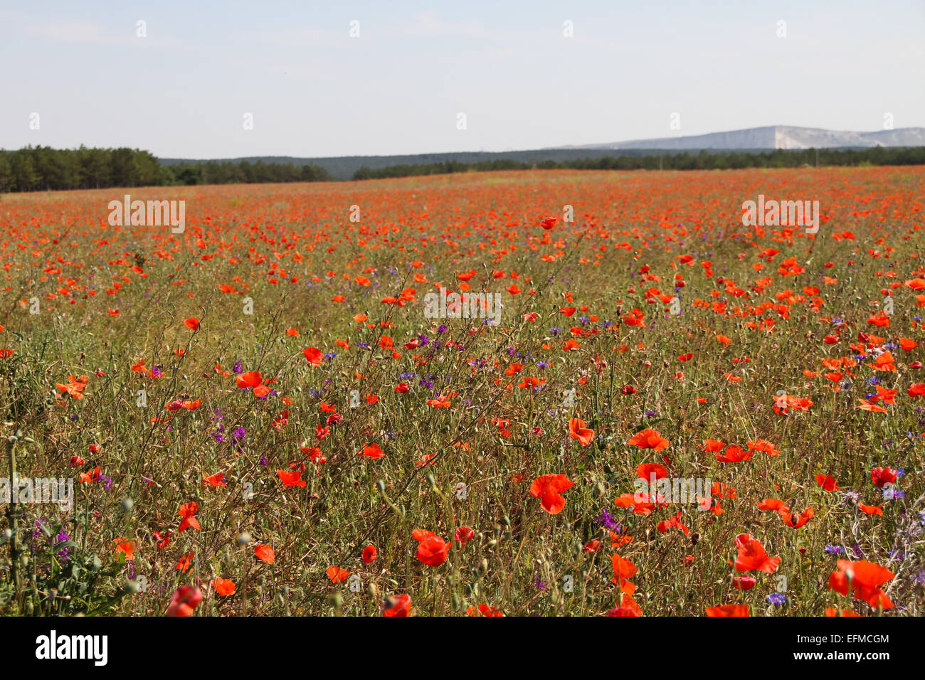 Poppy field red flowers Stock Photo - Alamy