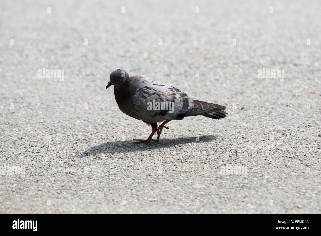 juvenile feral pigeon walking alone on the park alley Stock Photo